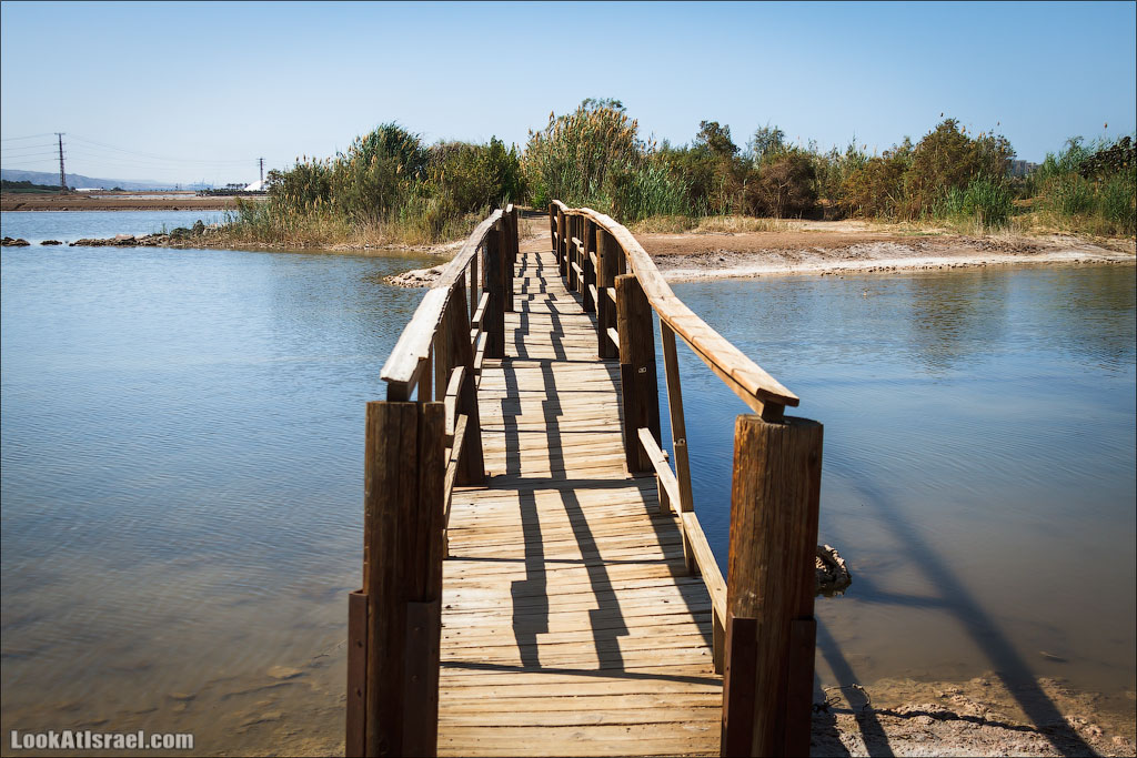 Случайные фотографии из жизни Эйлата | LookAtIsrael.com - Фото путешествия по Израилю