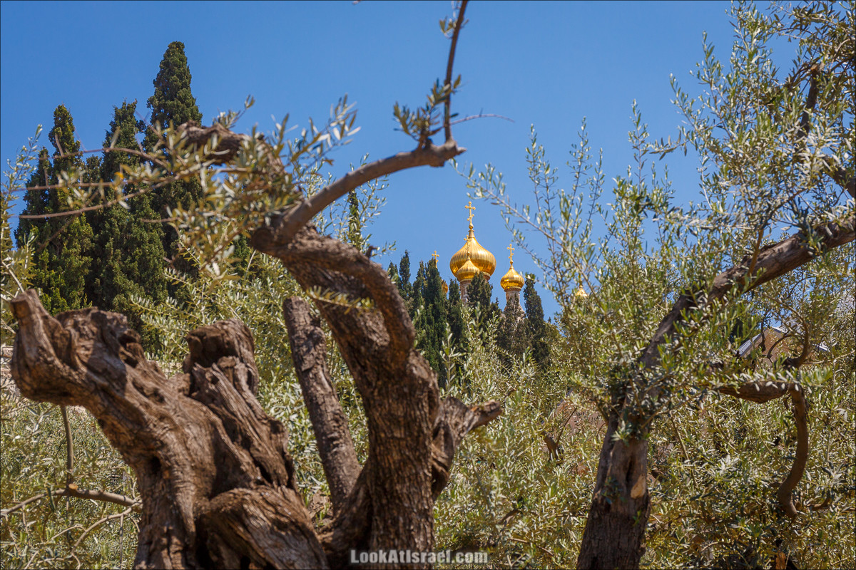 Крошки Иерусалима - случайные фотографии из жизни столицы Израиля | LookAtIsrael.com - Фото путешествия по Израилю