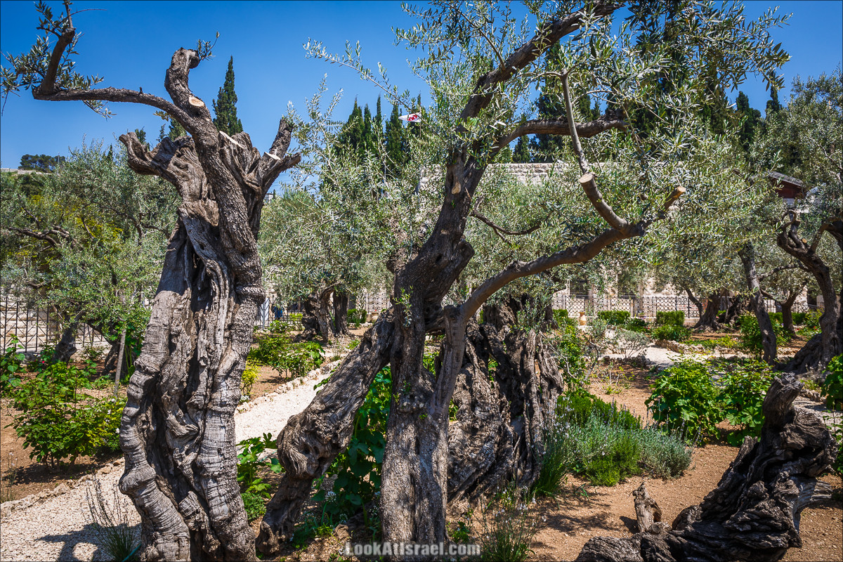 Крошки Иерусалима - случайные фотографии из жизни столицы Израиля | LookAtIsrael.com - Фото путешествия по Израилю