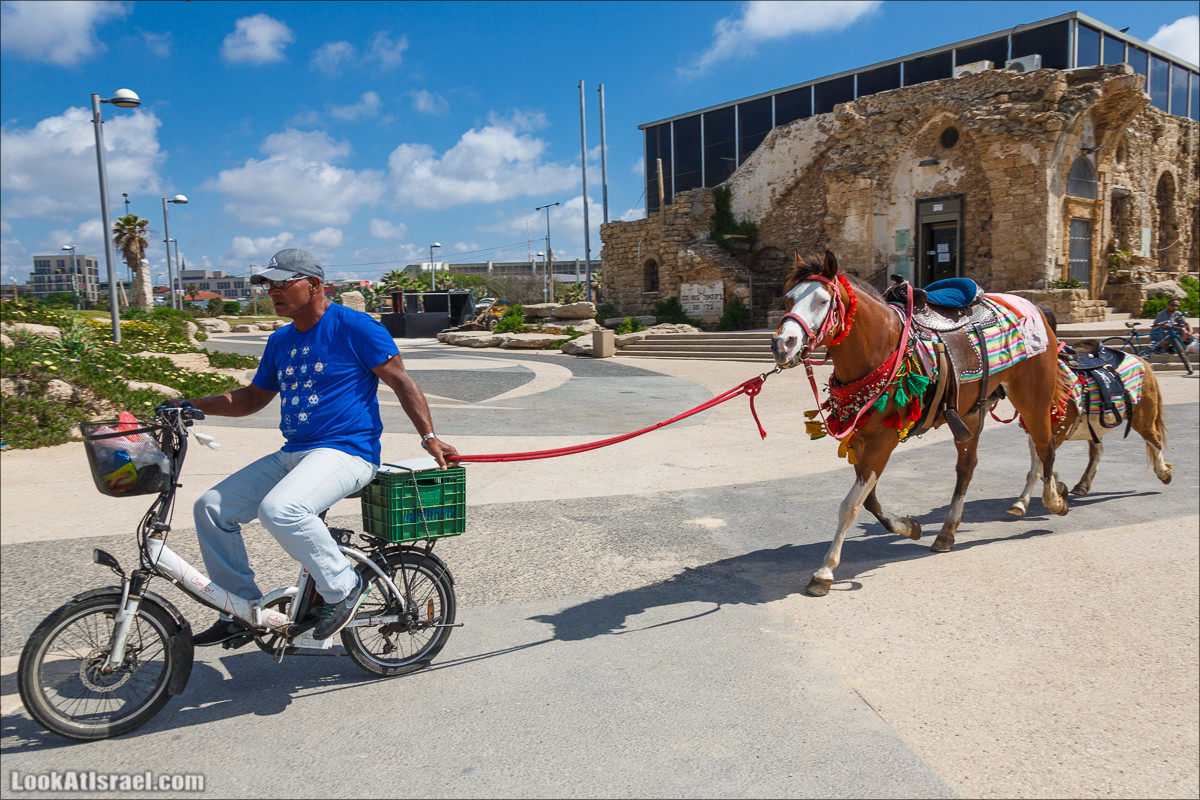 Крошки Тель-Авива - случайные фотографии из жизни Тель-Авива | LookAtIsrael.com - Фото путешествия по Израилю