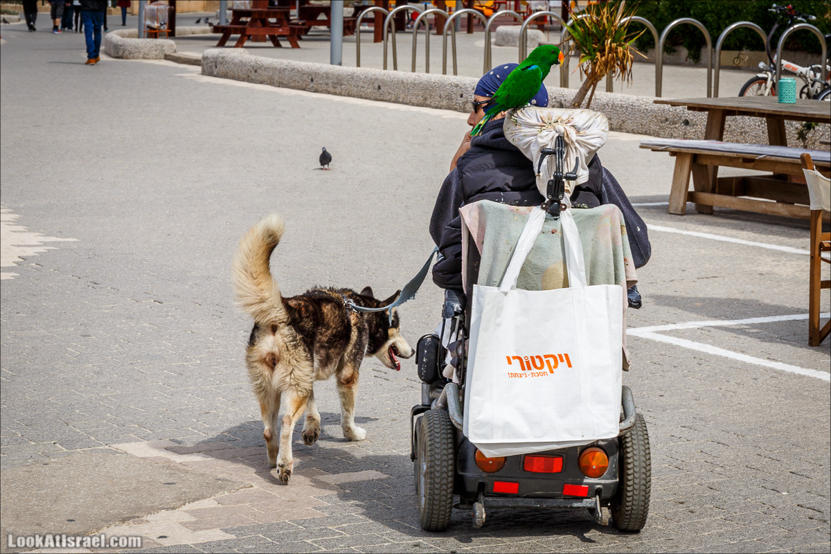 Крошки Тель-Авива - случайные фотографии из жизни Тель-Авива | LookAtIsrael.com - Фото путешествия по Израилю