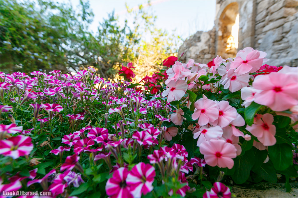 Крошки Тель-Авива - случайные фотографии из жизни Тель-Авива Яффо | LookAtIsrael.com - Фото путешествия по Израилю