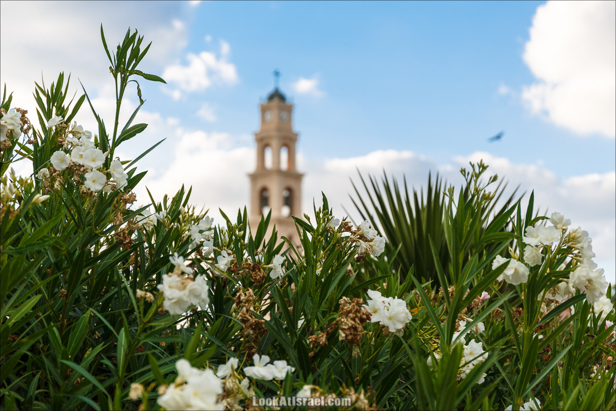 Случайные фотографии из жизни Яффо 24