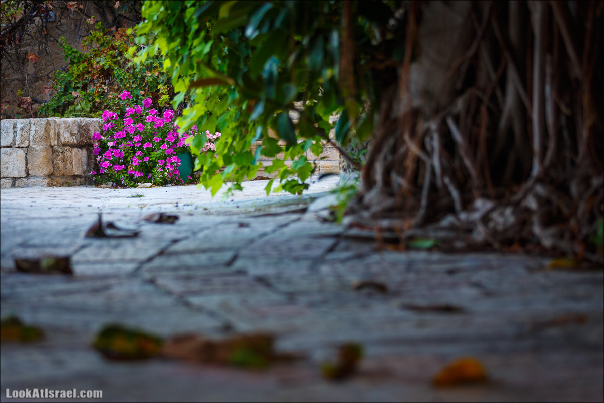 Крошки Тель-Авива - случайные фотографии из жизни Тель-Авива Яффо | LookAtIsrael.com - Фото путешествия по Израилю