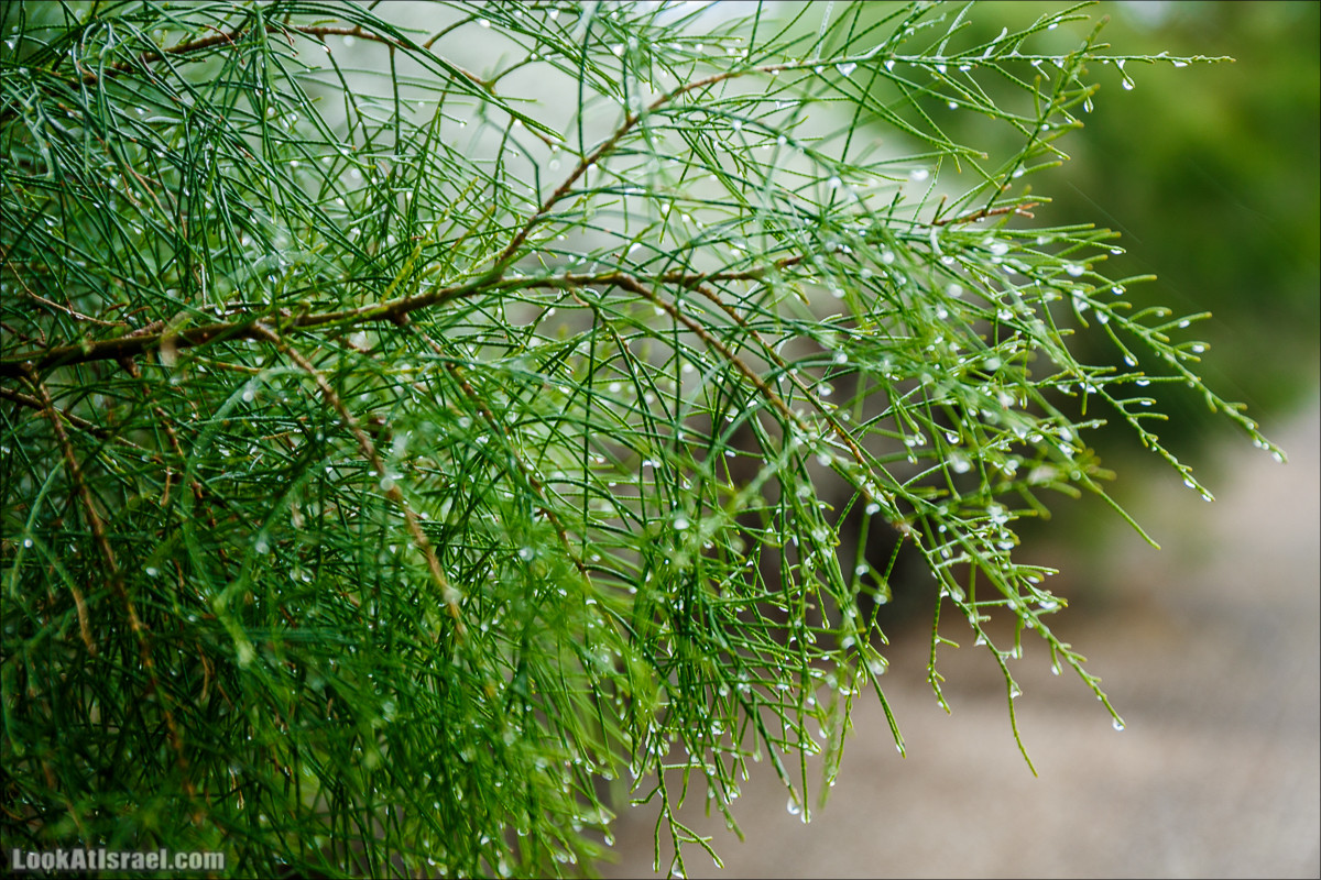 Штормовой и дождливый Тель-Авив | LookAtIsrael.com - Фото путешествия по Израилю