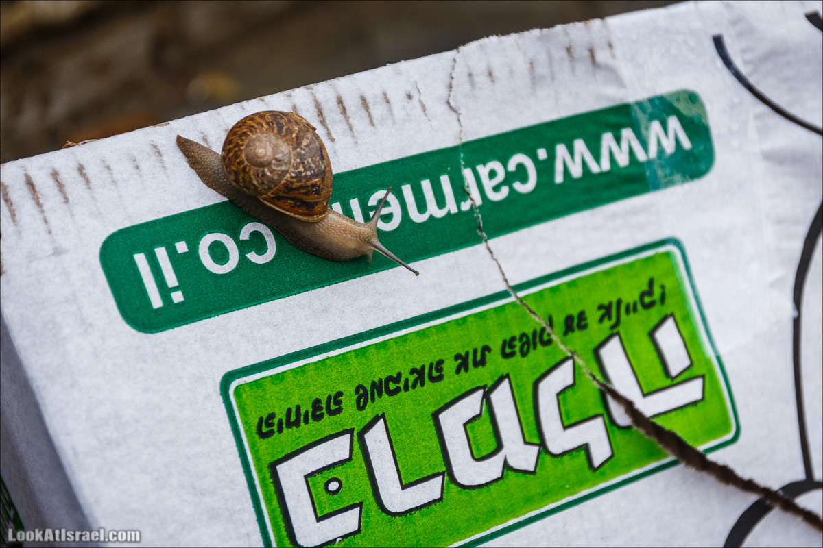 Штормовой и дождливый Тель-Авив | LookAtIsrael.com - Фото путешествия по Израилю