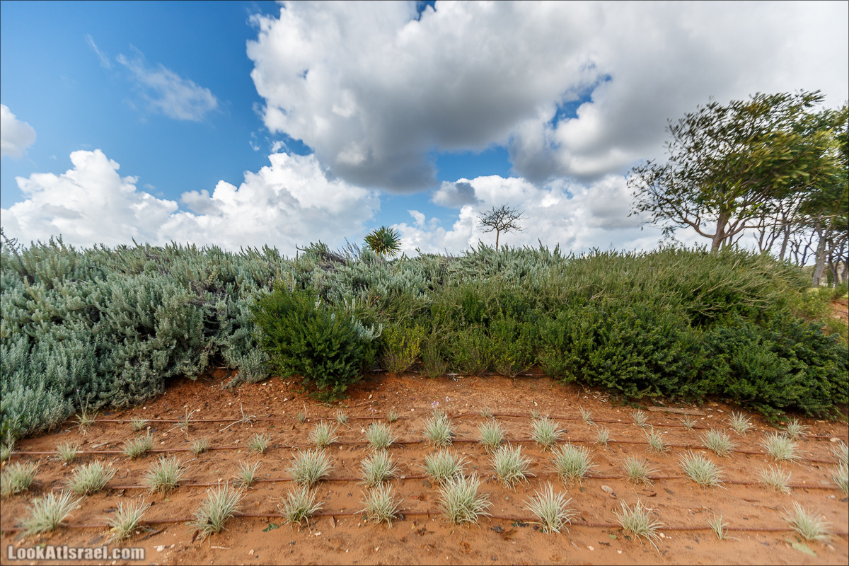 Самый большой парк в Израиле (имени Ариэля Шарона) на вершине мусорной свалки Хирия | Ariel Sharon park at trash heap Hiriya |פארק אריאל שרון בחירייה | LookAtIsrael.com - Фото путешествия по Израилю