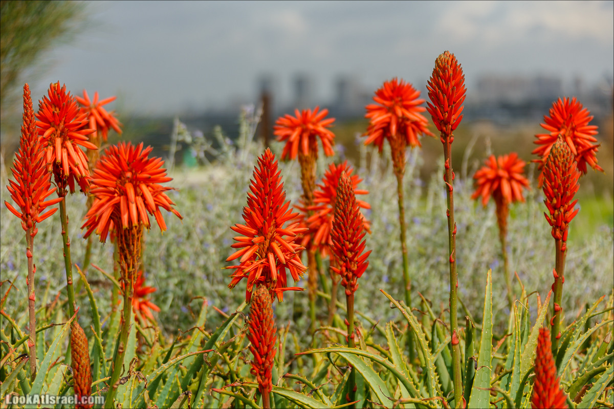 Самый большой парк в Израиле (имени Ариэля Шарона) на вершине мусорной свалки Хирия | Ariel Sharon park at trash heap Hiriya |פארק אריאל שרון בחירייה | LookAtIsrael.com - Фото путешествия по Израилю