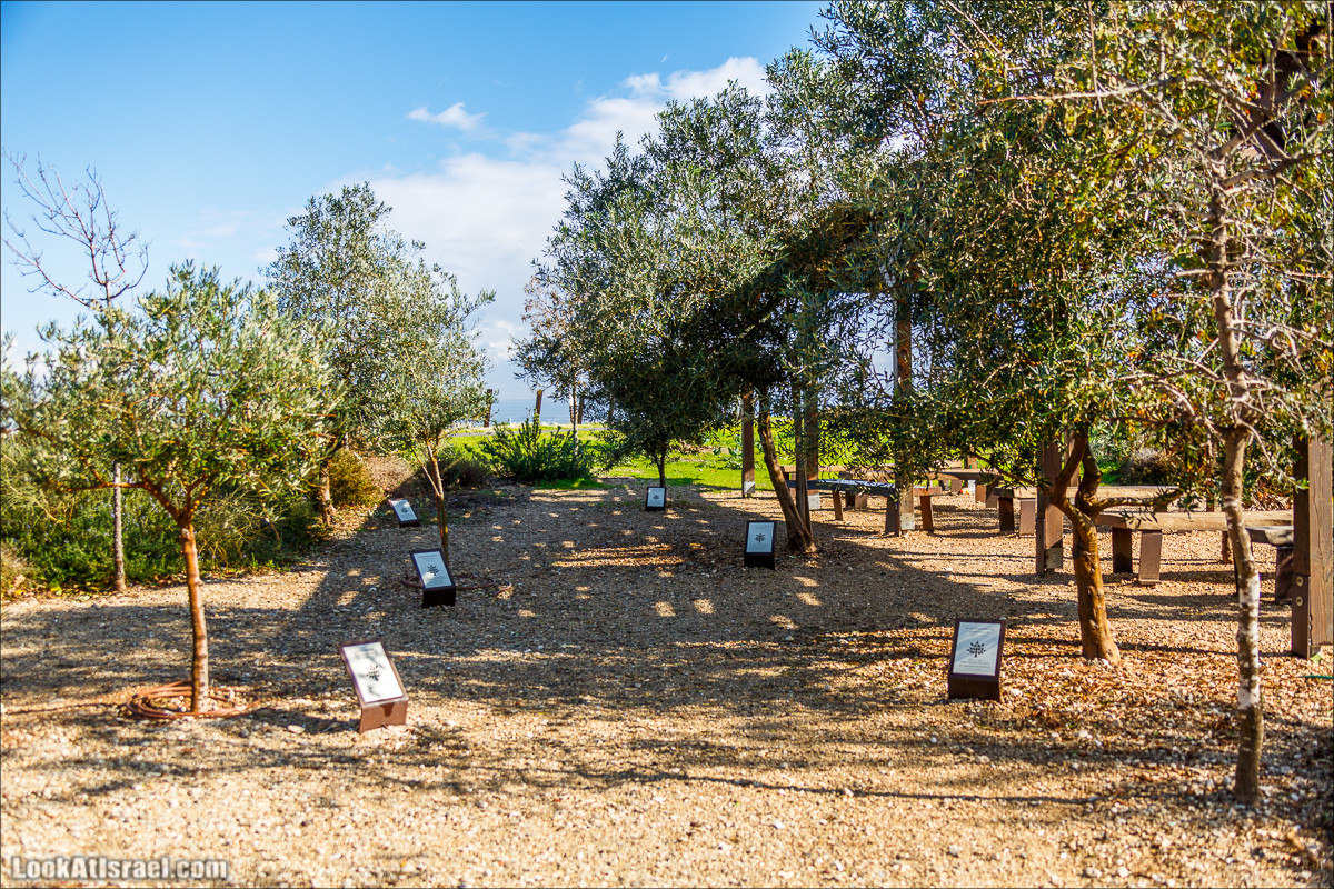 Самый большой парк в Израиле (имени Ариэля Шарона) на вершине мусорной свалки Хирия | Ariel Sharon park at trash heap Hiriya |פארק אריאל שרון בחירייה | LookAtIsrael.com - Фото путешествия по Израилю