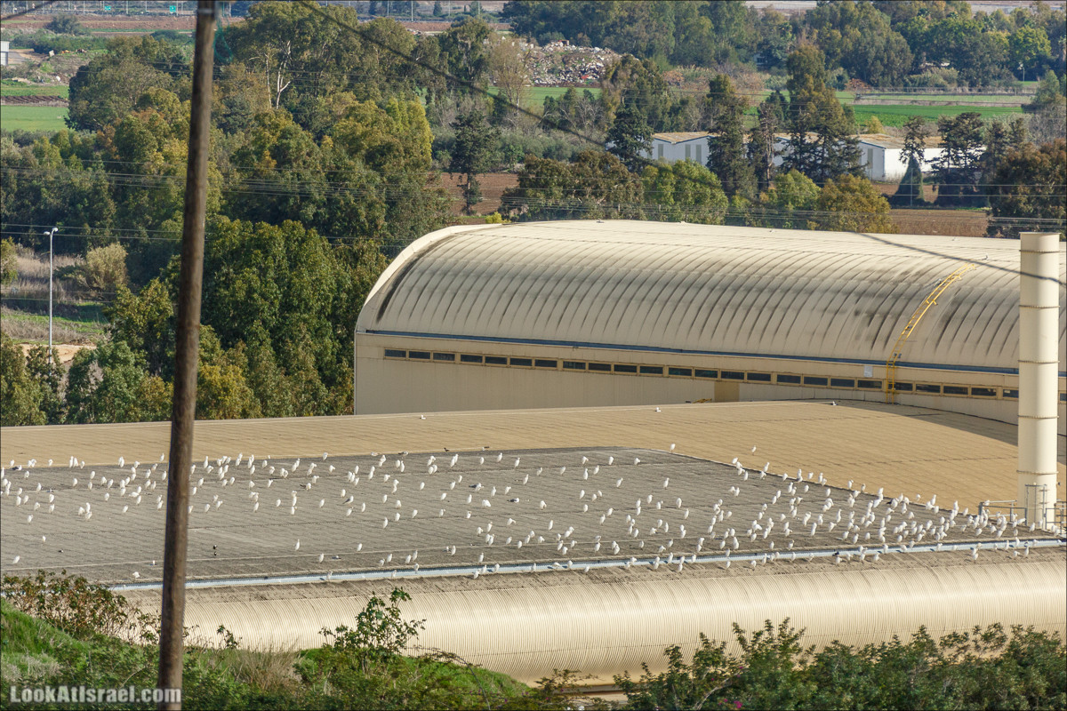 Самый большой парк в Израиле (имени Ариэля Шарона) на вершине мусорной свалки Хирия | Ariel Sharon park at trash heap Hiriya |פארק אריאל שרון בחירייה | LookAtIsrael.com - Фото путешествия по Израилю