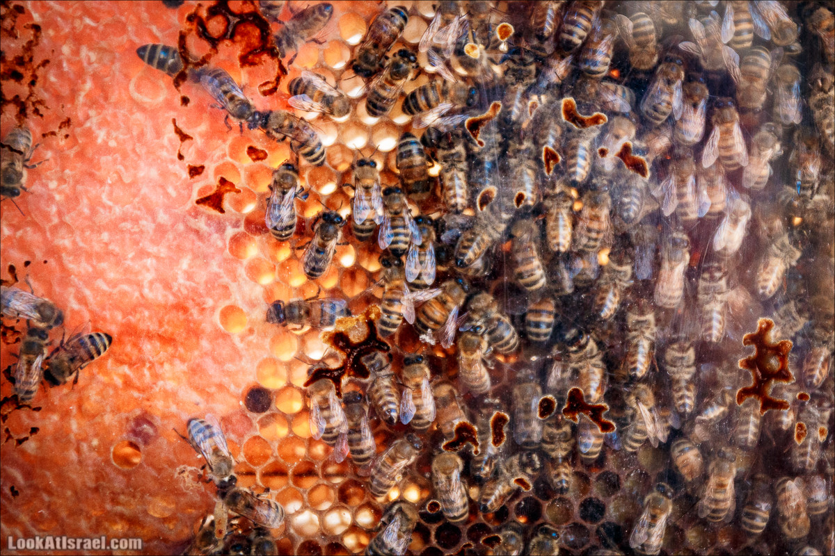 Дом мёда в Кадеш Барнеа | House of the Honey in Kadesh Barnea | בית הדבש בקדש ברנע | LookAtIsrael.com - Фото путешествия по Израилю