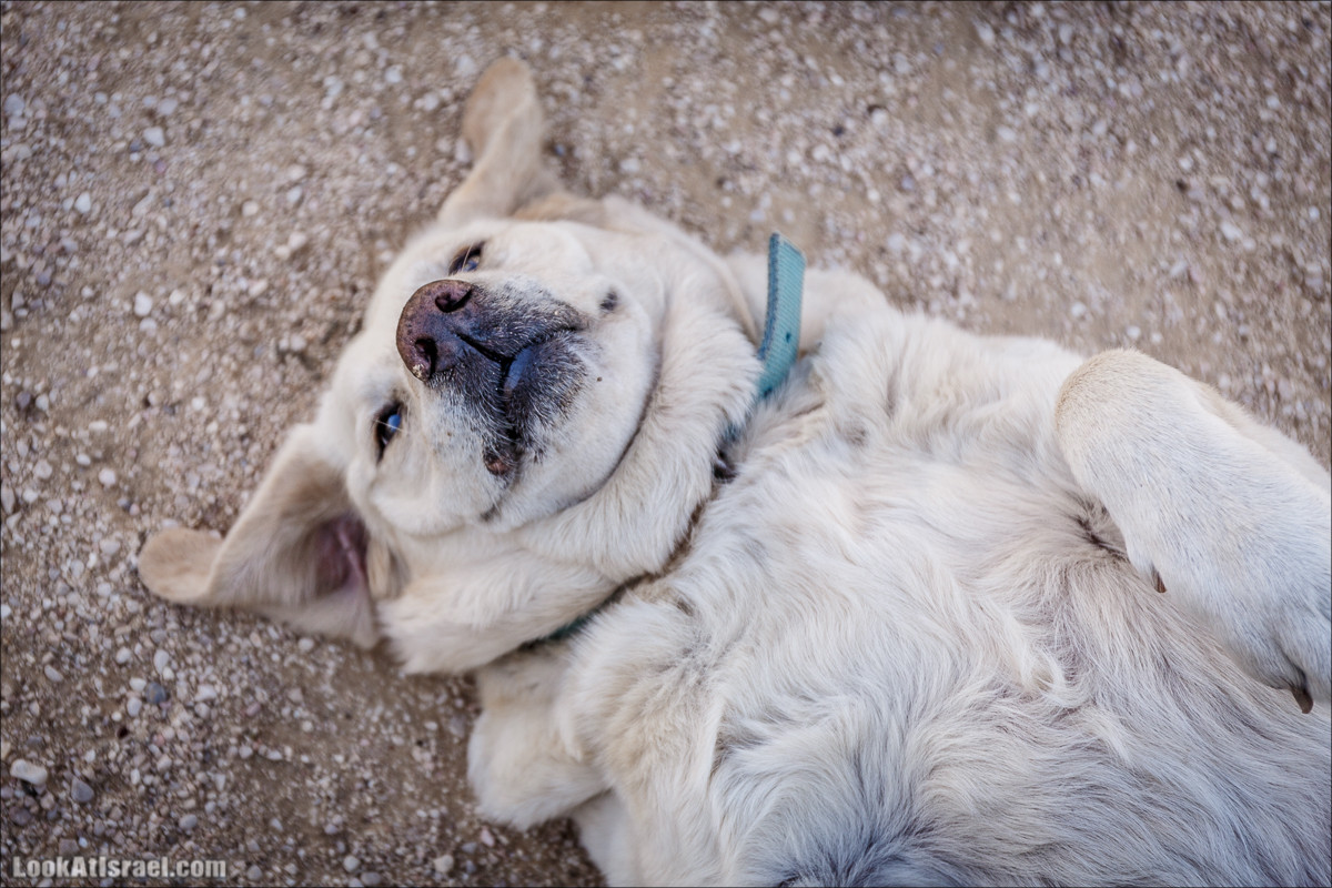 Ницана и окрестности с высоты полета. Пещера и турецкие постройки | LookAtIsrael.com - Фото путешествия по Израилю