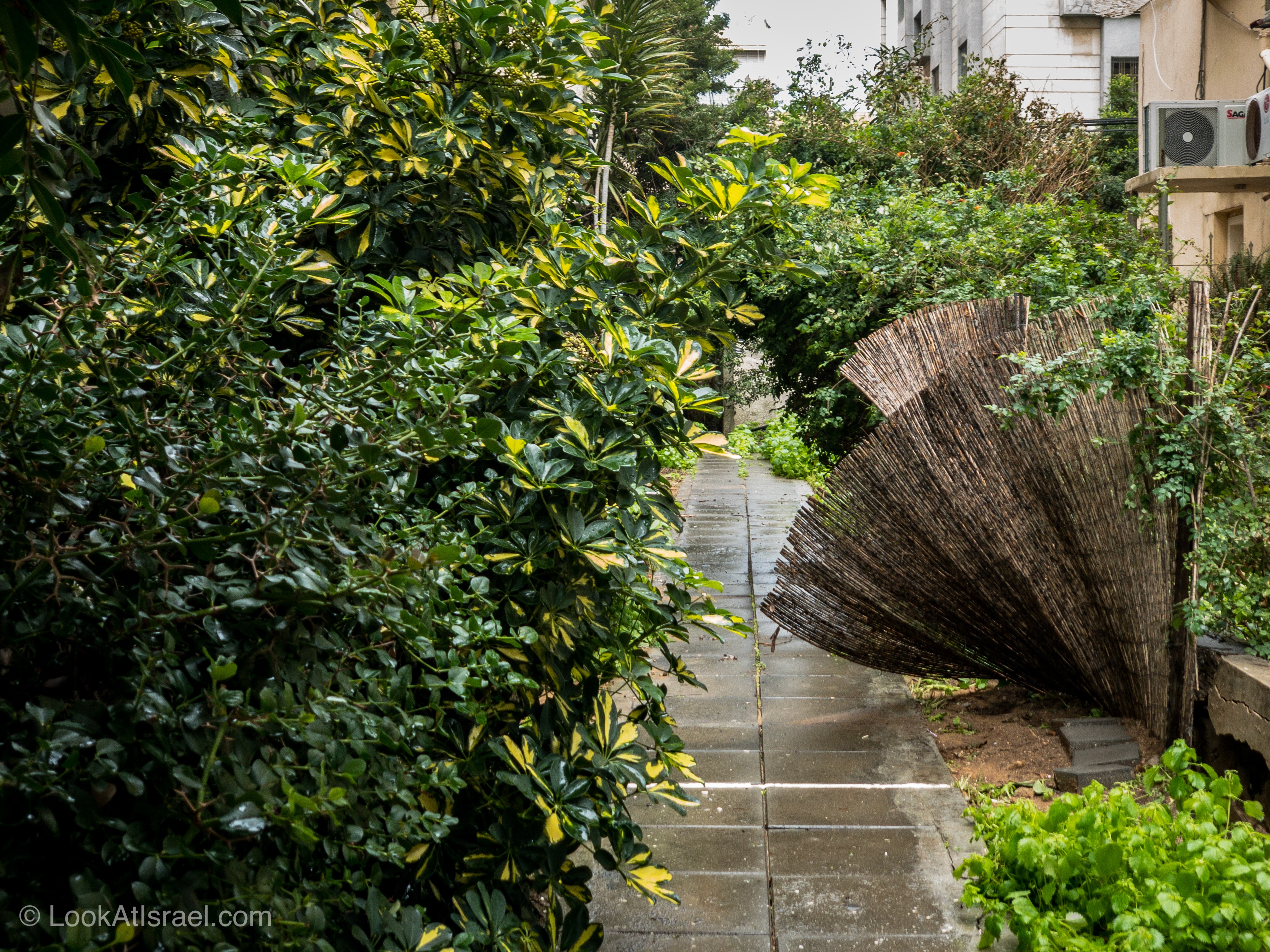 Дождливая зима в Тель-Авиве | LookAtIsrael.com - Фото путешествия по Израилю