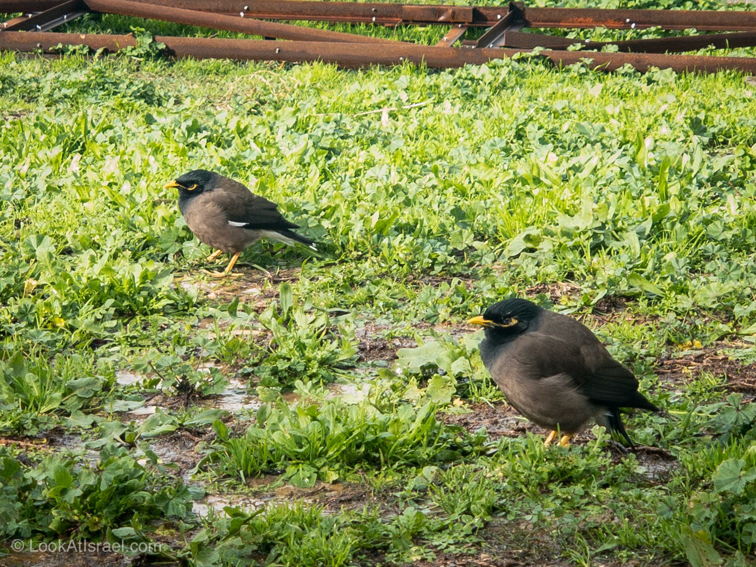 Дождливая зима в Тель-Авиве | LookAtIsrael.com - Фото путешествия по Израилю