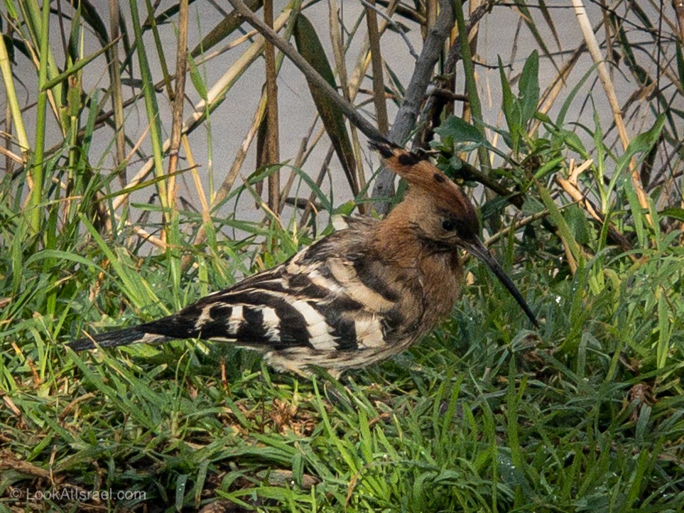 Дождливая зима в Тель-Авиве | LookAtIsrael.com - Фото путешествия по Израилю