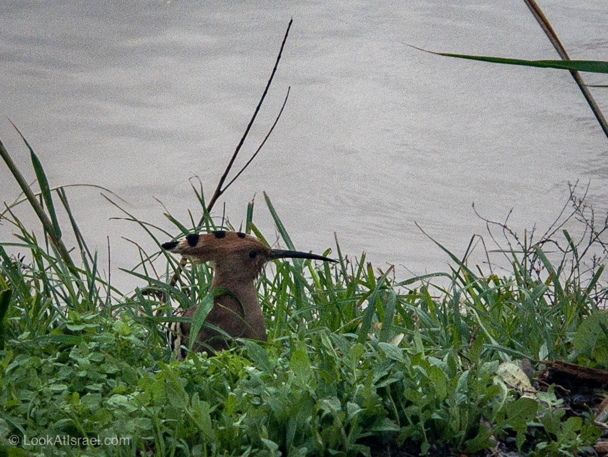 Дождливая зима в Тель-Авиве | LookAtIsrael.com - Фото путешествия по Израилю