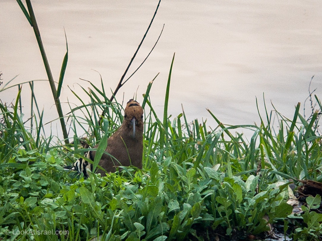Дождливая зима в Тель-Авиве | LookAtIsrael.com - Фото путешествия по Израилю