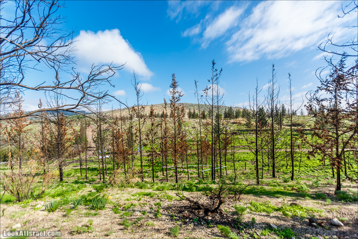 Голанские высоты - водопады и исторические места | LookAtIsrael.com - Фото путешествия по Израилю