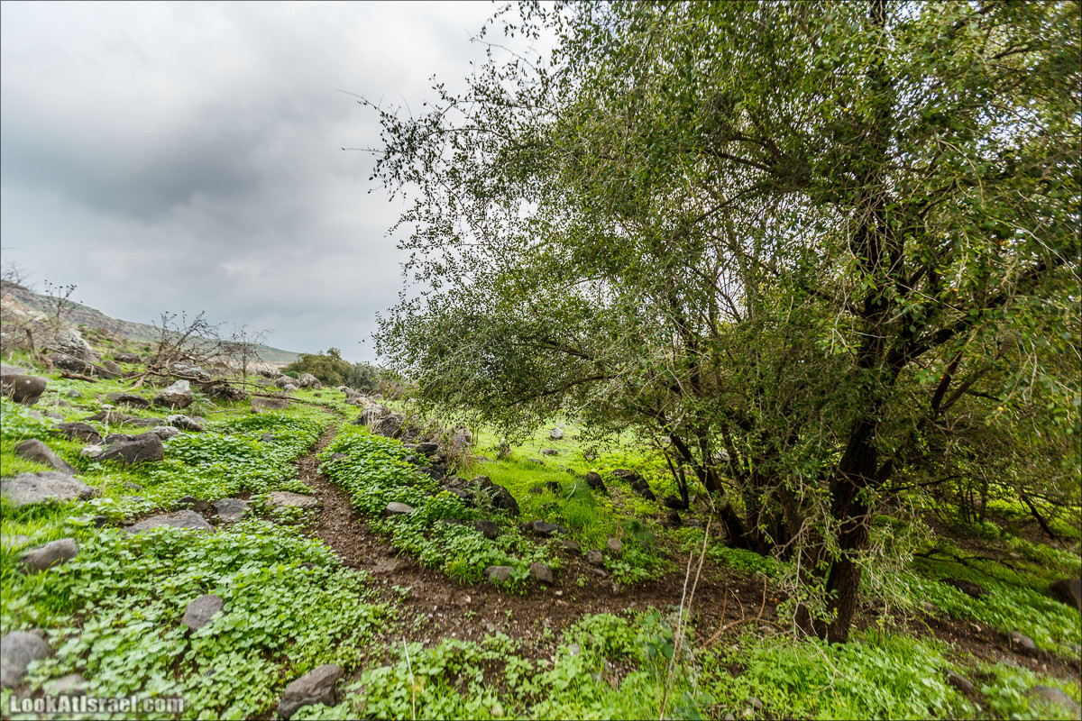 Голанские высоты - водопады и исторические места | LookAtIsrael.com - Фото путешествия по Израилю