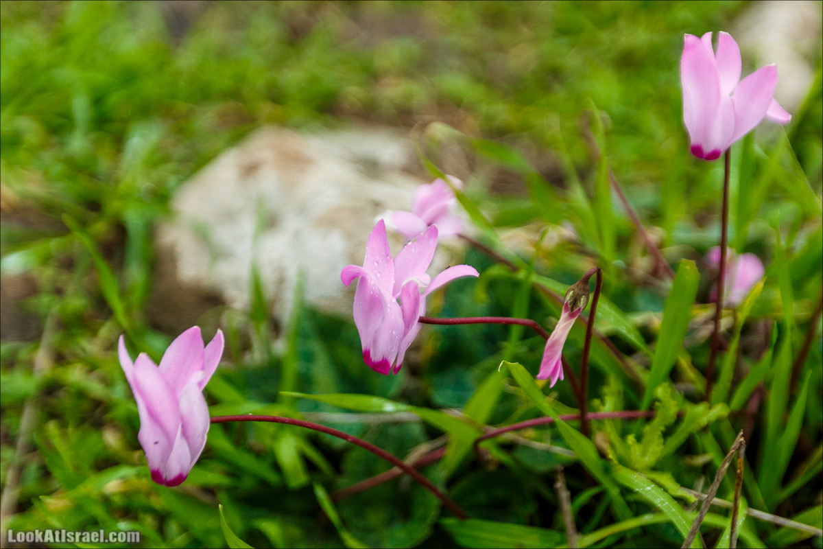 Голанские высоты - водопады и исторические места | LookAtIsrael.com - Фото путешествия по Израилю