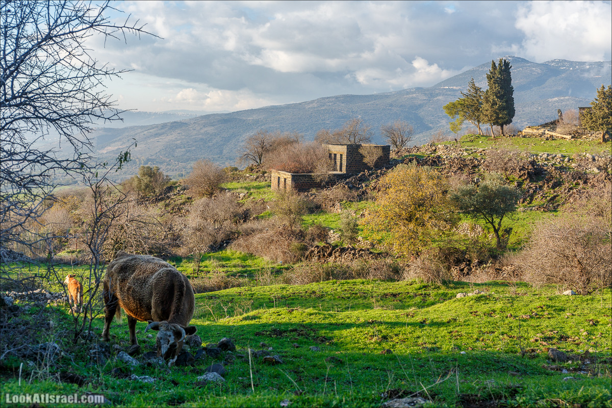 Голанские высоты - водопады и исторические места | LookAtIsrael.com - Фото путешествия по Израилю