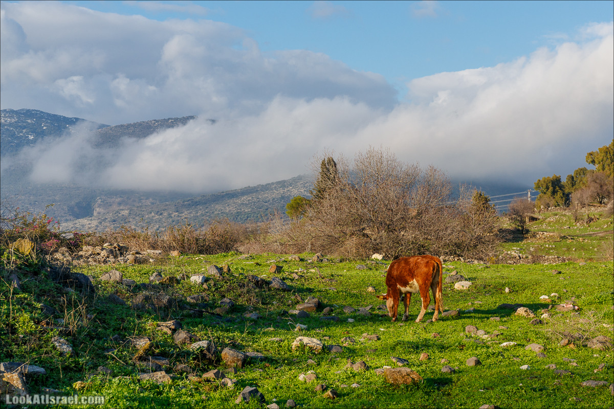 Голанские высоты - водопады и исторические места | LookAtIsrael.com - Фото путешествия по Израилю