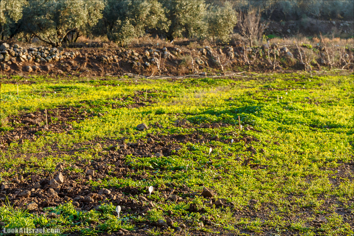 Голанские высоты - водопады и исторические места | LookAtIsrael.com - Фото путешествия по Израилю