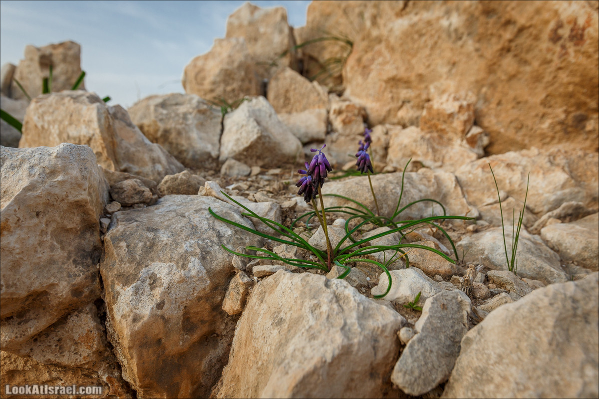 Гора Сартаба, Александрион | Mount Sartaba | הר סרטבא | LookAtIsrael.com - Фото путешествия по Израилю
