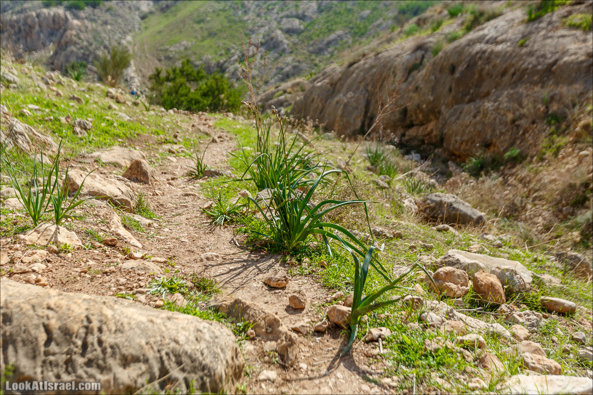 Ущелье Вади Фиран в заповеднике Умм Зука | Wadi Feiran | ואדי פיראן | LookAtIsrael.com - Фото путешествия по Израилю