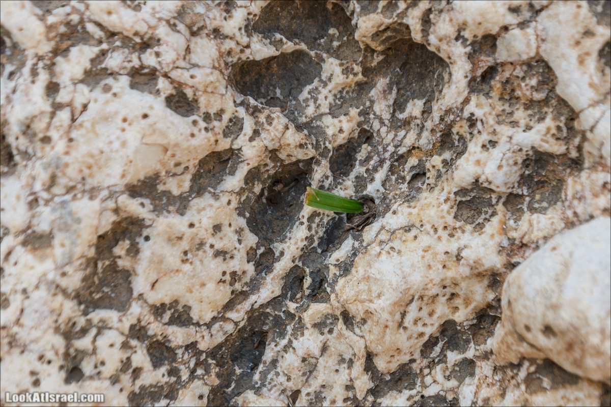 Ущелье Вади Фиран в заповеднике Умм Зука | Wadi Feiran | ואדי פיראן | LookAtIsrael.com - Фото путешествия по Израилю