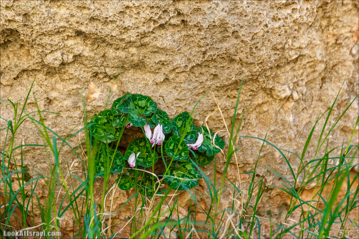 Ущелье Вади Фиран в заповеднике Умм Зука | Wadi Feiran | ואדי פיראן | LookAtIsrael.com - Фото путешествия по Израилю