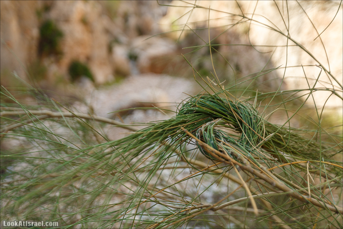 Ущелье Вади Фиран в заповеднике Умм Зука | Wadi Feiran | ואדי פיראן | LookAtIsrael.com - Фото путешествия по Израилю