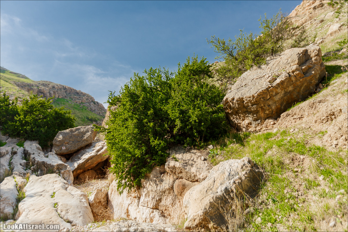 Ущелье Вади Фиран в заповеднике Умм Зука | Wadi Feiran | ואדי פיראן | LookAtIsrael.com - Фото путешествия по Израилю