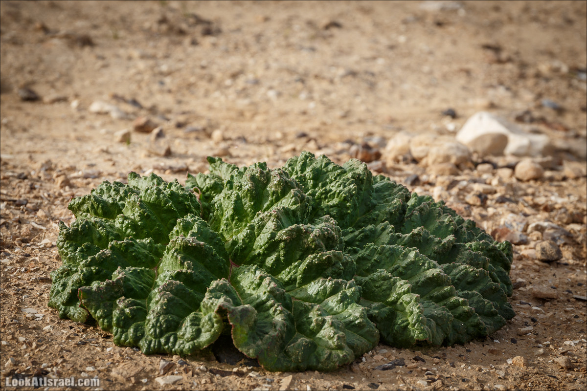 Обзор на гору Арод в Махтеш Рамон, ручей Нахаль Некарот | LookAtIsrael.com - Фото путешествия по Израилю