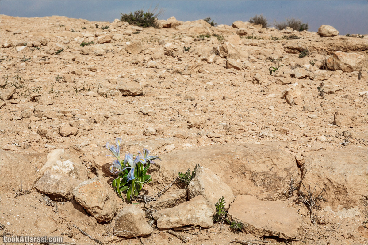 Пеший маршрут по ручью Элот, вершина Элот, водоёмы Лоц | LookAtIsrael.com - Фото путешествия по Израилю