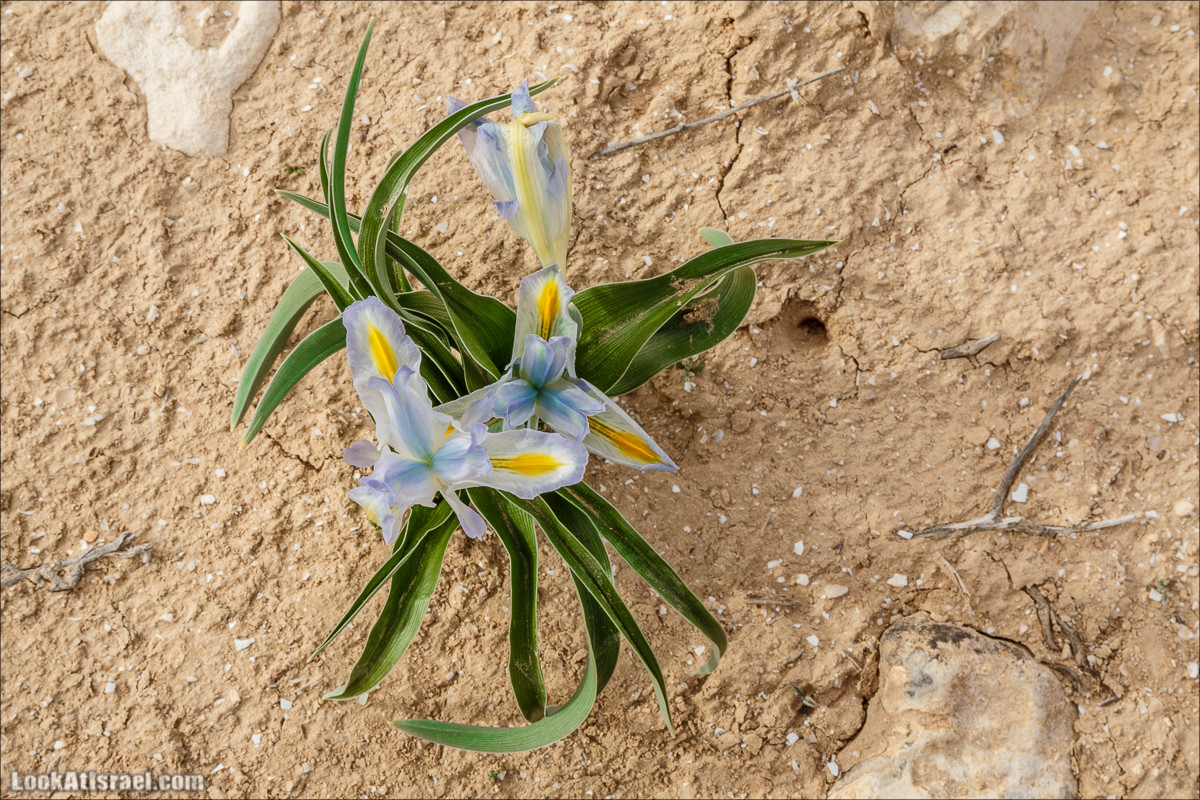 Пеший маршрут по ручью Элот, вершина Элот, водоёмы Лоц | LookAtIsrael.com - Фото путешествия по Израилю