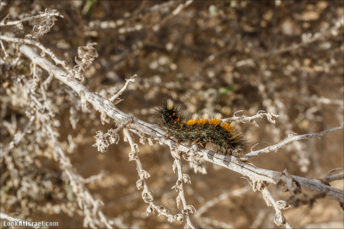 Пеший маршрут по ручью Элот, вершина Элот, водоёмы Лоц | LookAtIsrael.com - Фото путешествия по Израилю