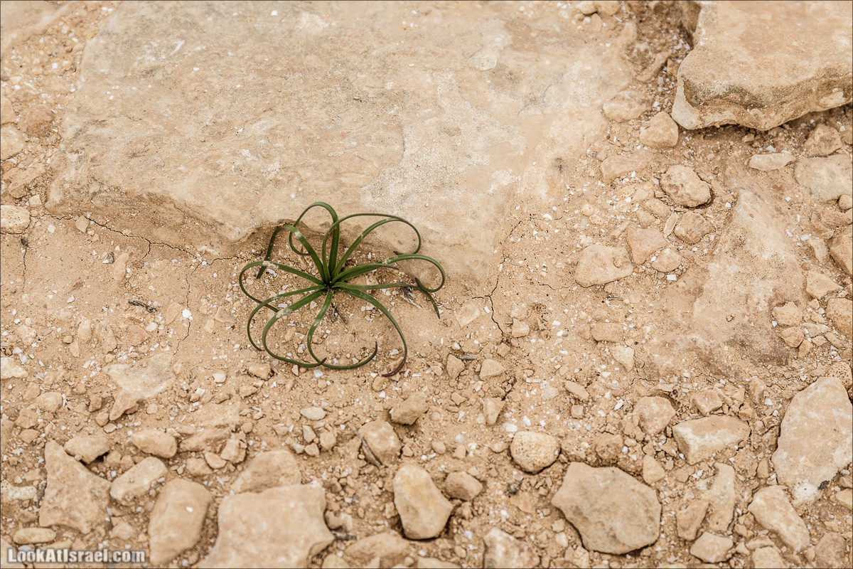Пеший маршрут по ручью Элот, вершина Элот, водоёмы Лоц | LookAtIsrael.com - Фото путешествия по Израилю