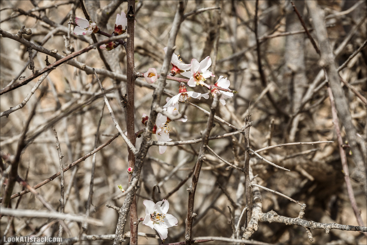 Пеший маршрут по ручью Элот, вершина Элот, водоёмы Лоц | LookAtIsrael.com - Фото путешествия по Израилю
