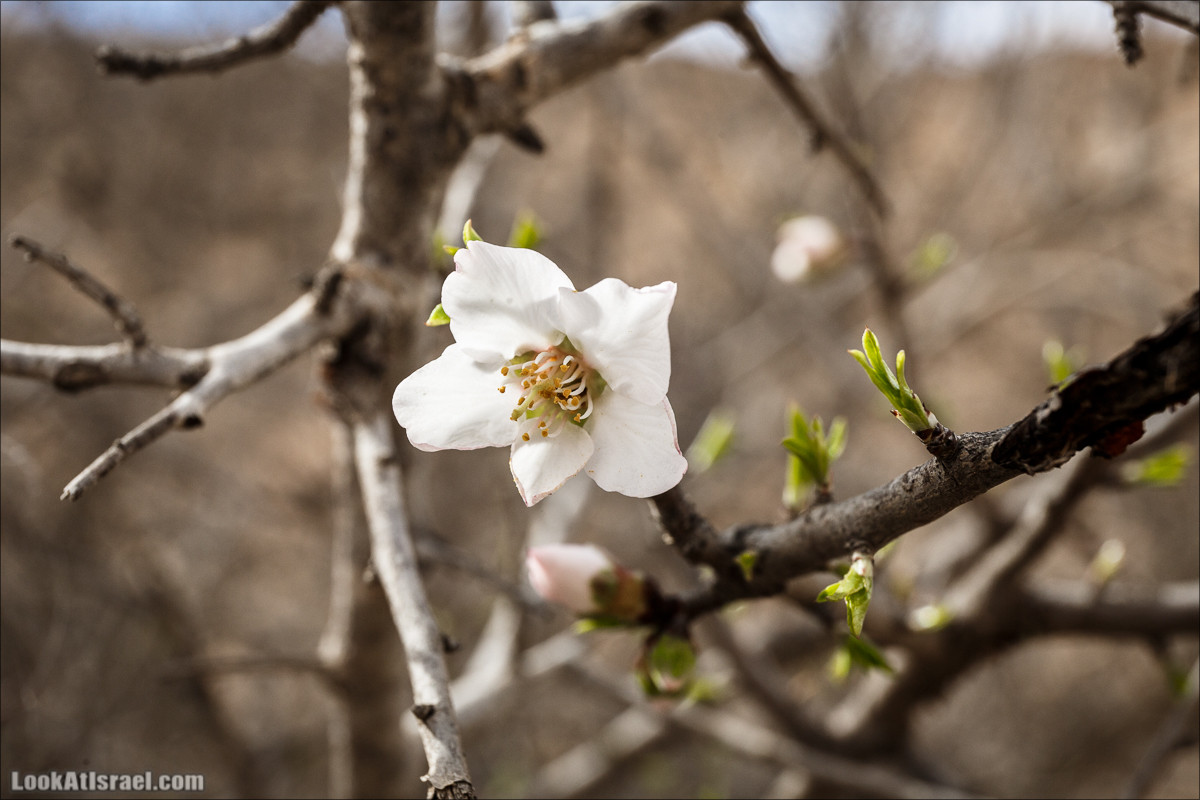 Пеший маршрут по ручью Элот, вершина Элот, водоёмы Лоц | LookAtIsrael.com - Фото путешествия по Израилю