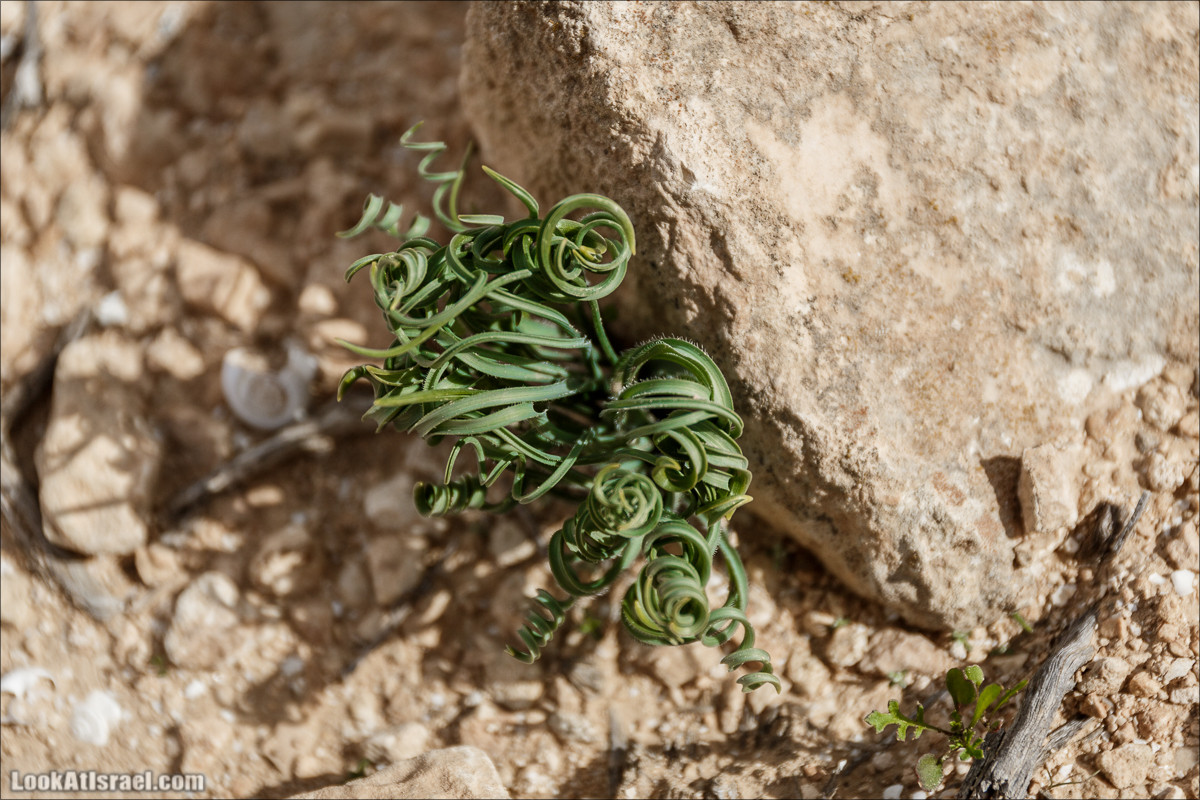 Пеший маршрут по ручью Элот, вершина Элот, водоёмы Лоц | LookAtIsrael.com - Фото путешествия по Израилю
