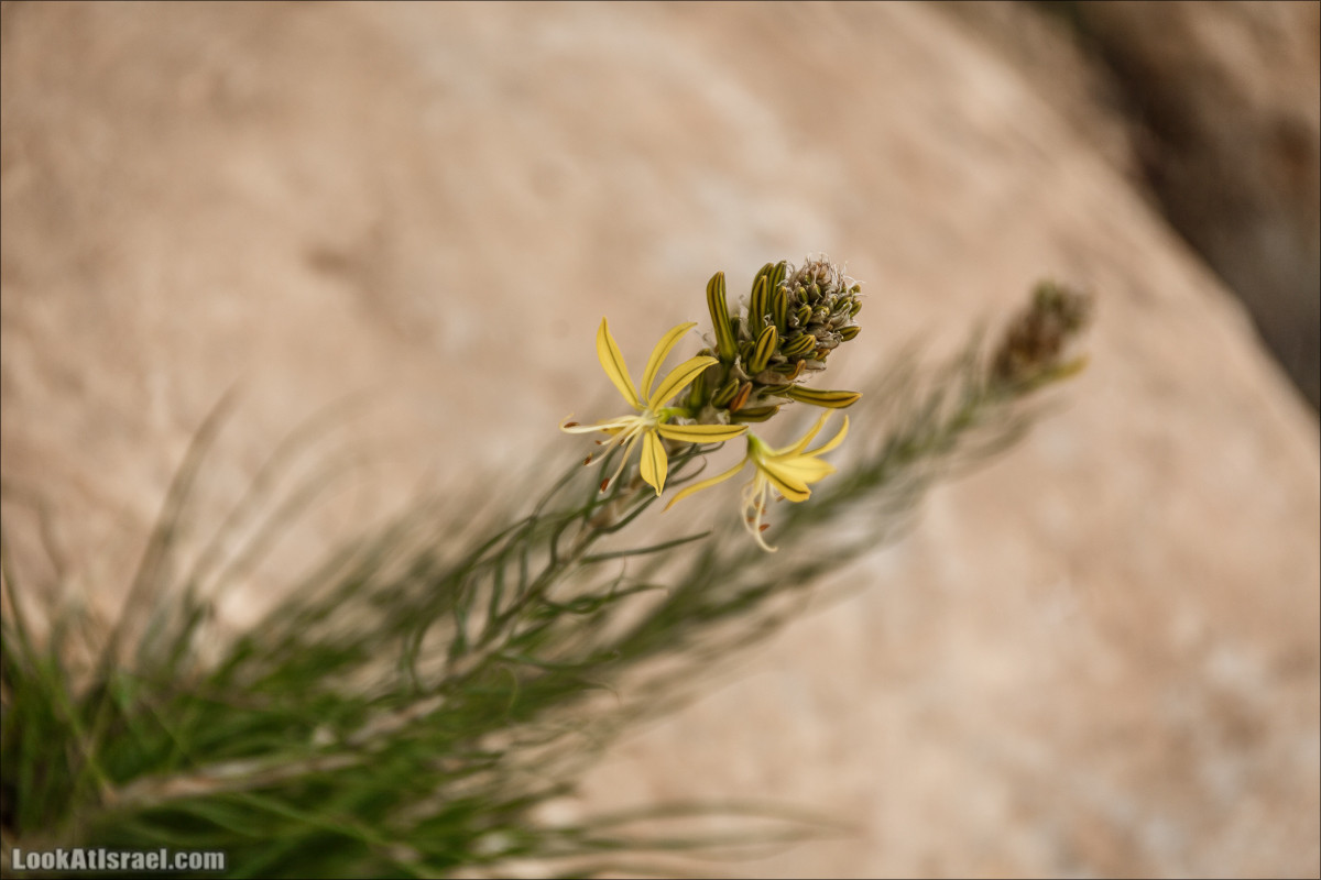 Пеший маршрут по ручью Элот, вершина Элот, водоёмы Лоц | LookAtIsrael.com - Фото путешествия по Израилю