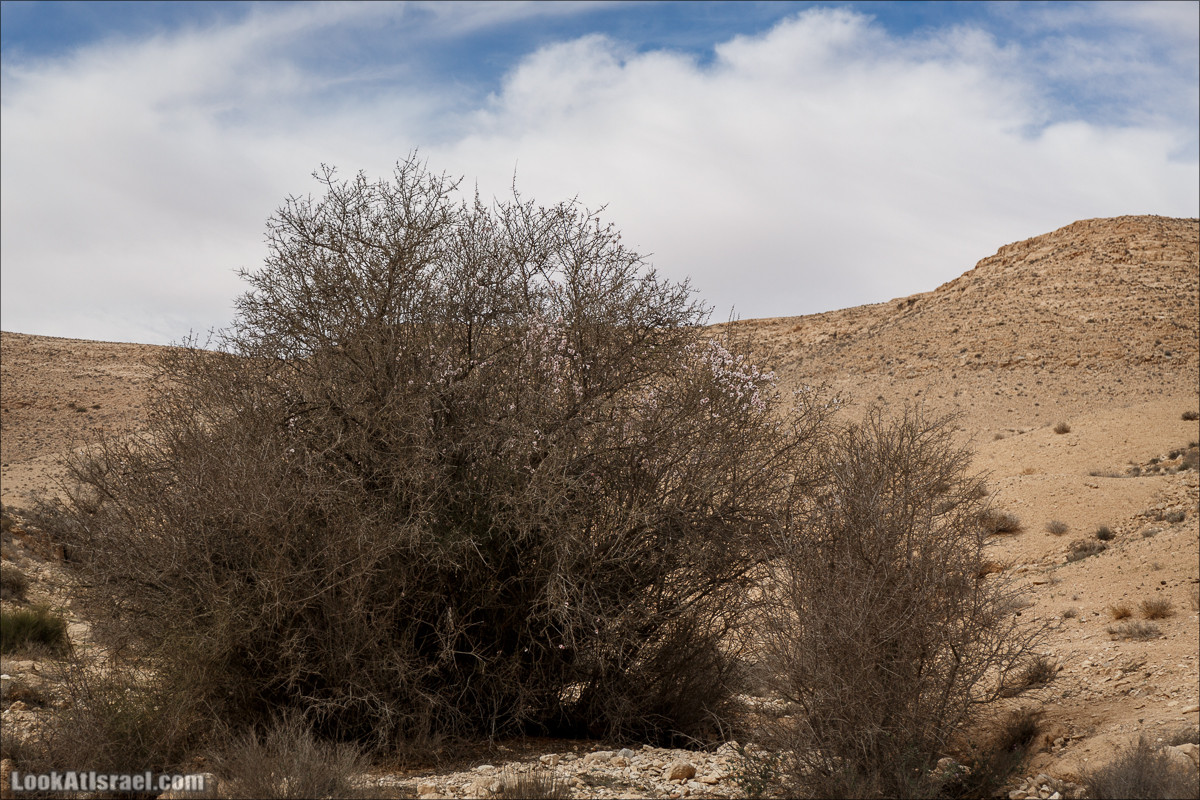 Пеший маршрут по ручью Элот, вершина Элот, водоёмы Лоц | LookAtIsrael.com - Фото путешествия по Израилю
