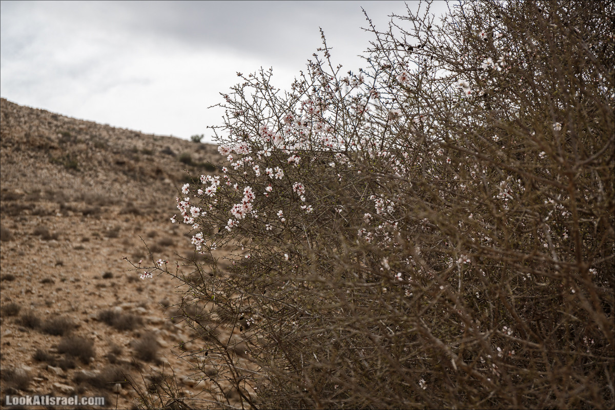 Пеший маршрут по ручью Элот, вершина Элот, водоёмы Лоц | LookAtIsrael.com - Фото путешествия по Израилю