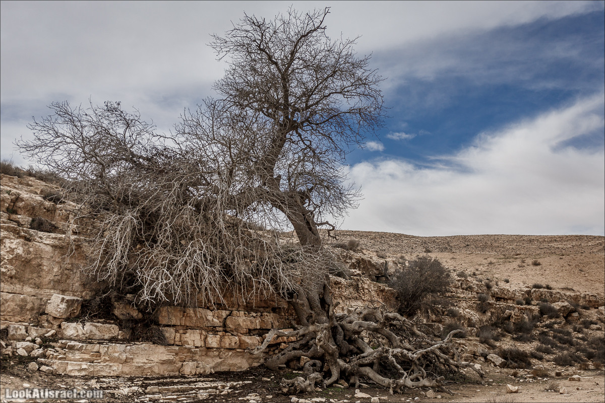 Пеший маршрут по ручью Элот, вершина Элот, водоёмы Лоц | LookAtIsrael.com - Фото путешествия по Израилю
