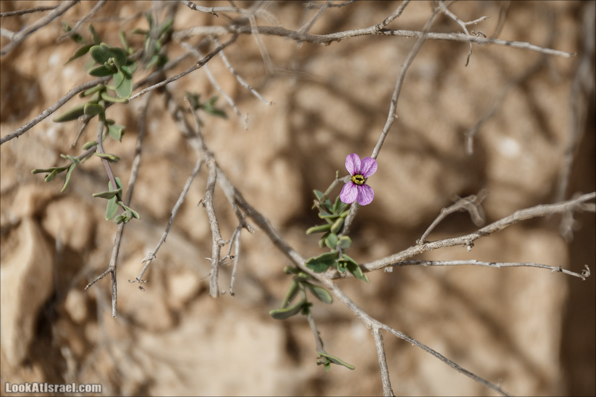 Пеший маршрут по ручью Элот, вершина Элот, водоёмы Лоц | LookAtIsrael.com - Фото путешествия по Израилю
