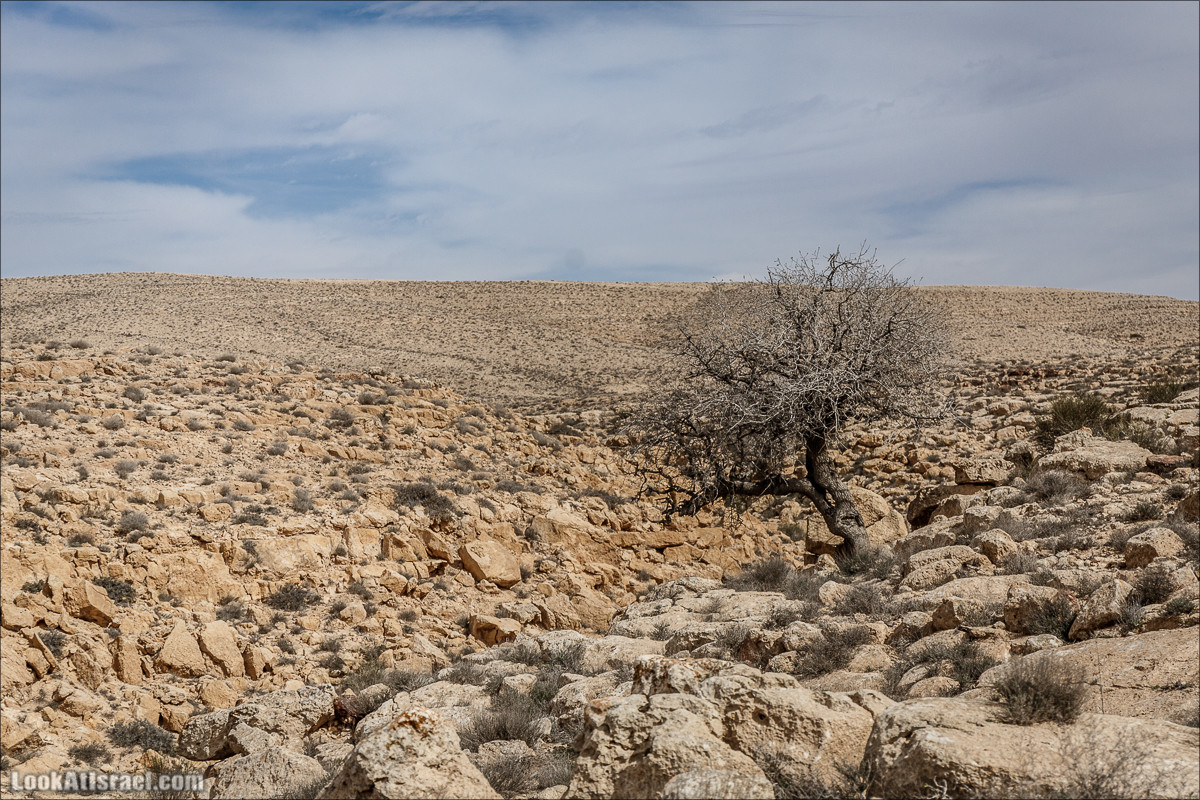 Пеший маршрут по ручью Элот, вершина Элот, водоёмы Лоц | LookAtIsrael.com - Фото путешествия по Израилю