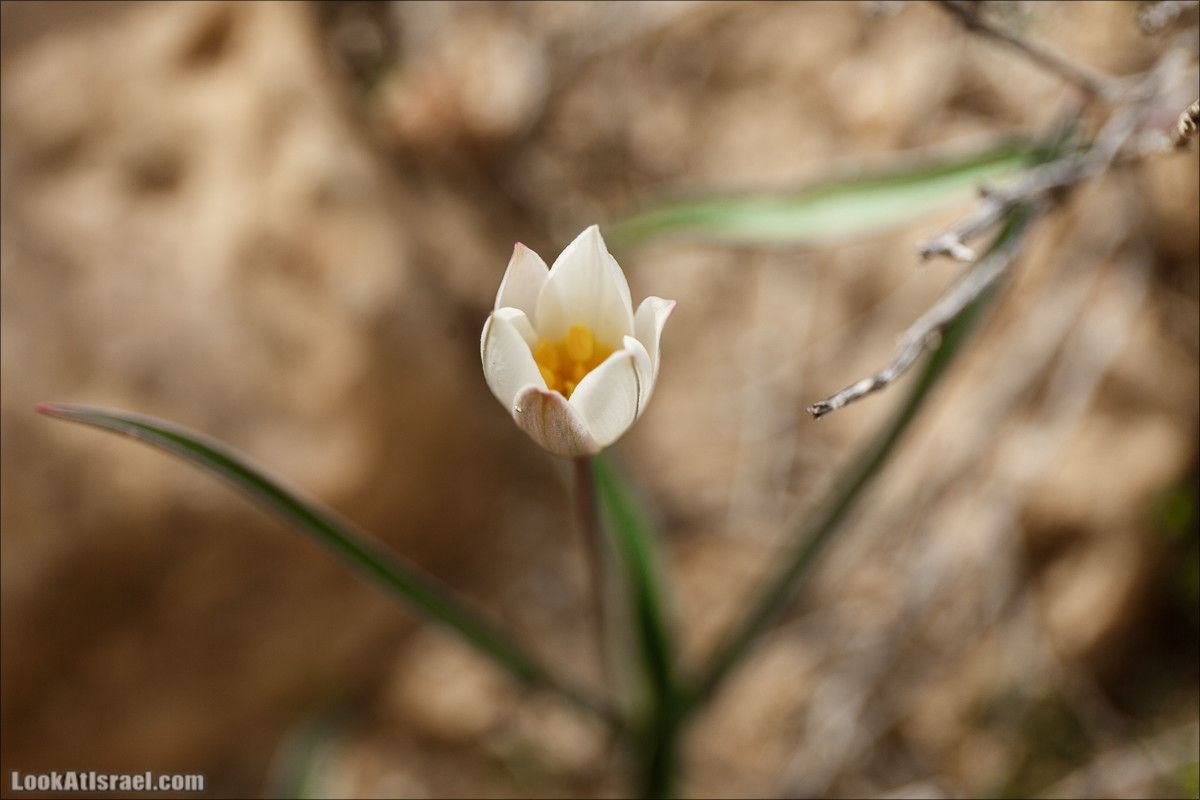 Пеший маршрут по ручью Элот, вершина Элот, водоёмы Лоц | LookAtIsrael.com - Фото путешествия по Израилю