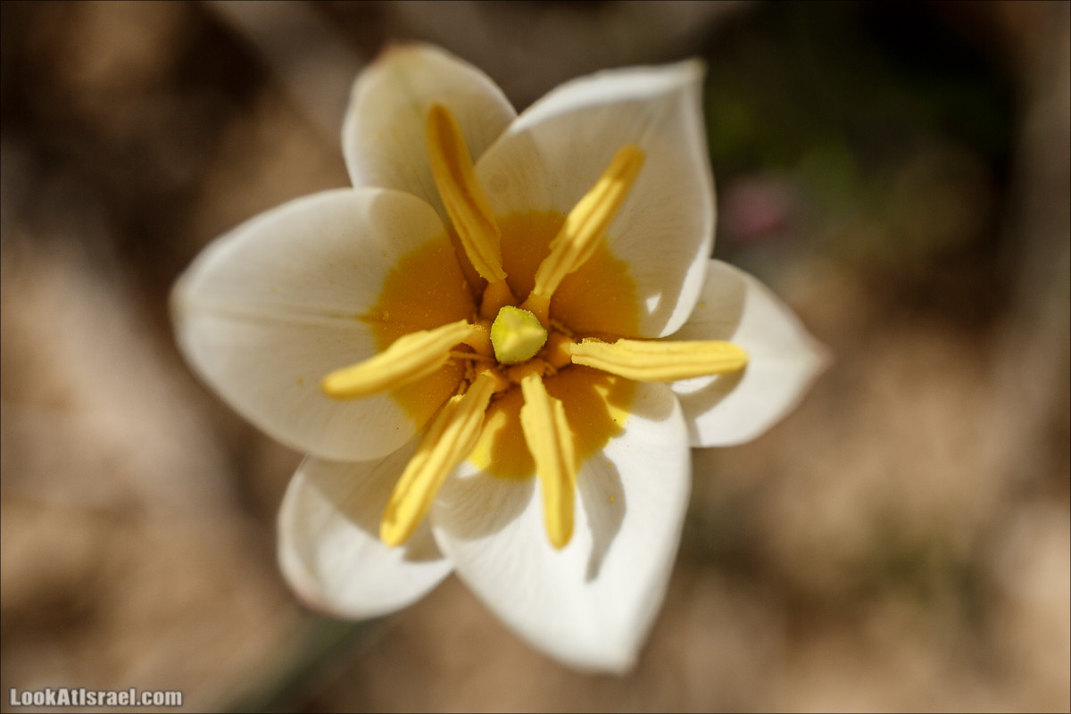 Пеший маршрут по ручью Элот, вершина Элот, водоёмы Лоц | LookAtIsrael.com - Фото путешествия по Израилю