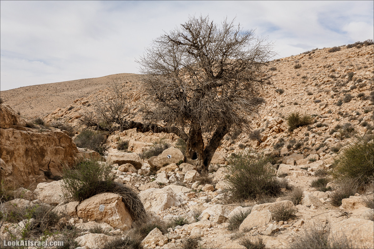 Пеший маршрут по ручью Элот, вершина Элот, водоёмы Лоц | LookAtIsrael.com - Фото путешествия по Израилю